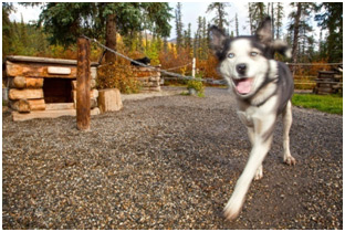 Image of Sultana at her dog house