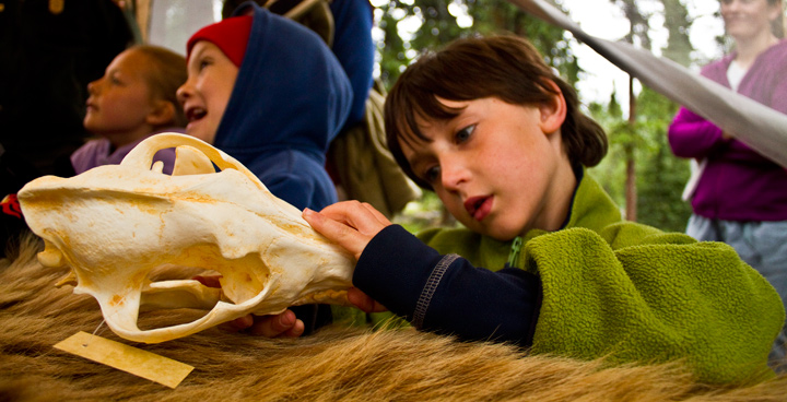 Young visitor looking at a bear skull