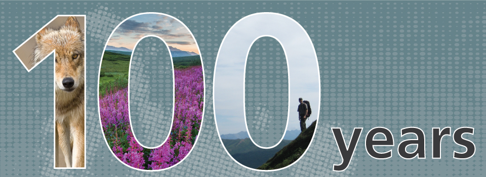 a graphic showing the words 100 years, with a wolf, pink flowers and a hiker pictured within the numbers 1, 0 and 0 a graphic showing the words 100 years, with a wolf, pink flowers and a hiker pictured within the numbers 1, 0 and 0