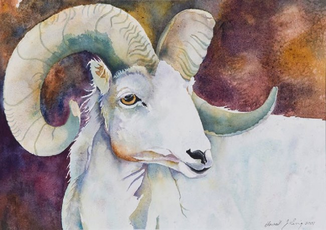 watercolor painting of a white sheep