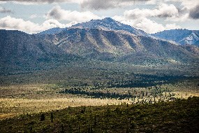 Vast landscape punctuated by stands of spruce trees