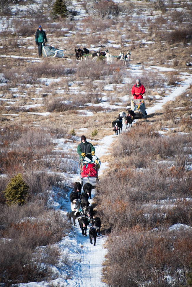 three teams of sled dogs being mushed down a narrow, snowy path through a brushy landscape