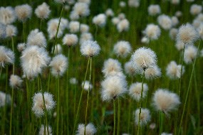 Plants with fuzzy white blossoms on narrow stems