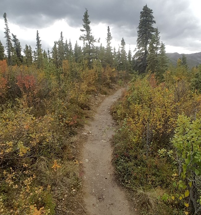 A dirt path cuts through a brushy landscape. The path is narrow, only one to two feet wide and small rocks are visible embedded in the trail surface.