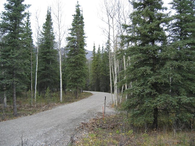 A gravel path that is flat and smooth makes a wide turn through the forest. The path is over six feet wide.