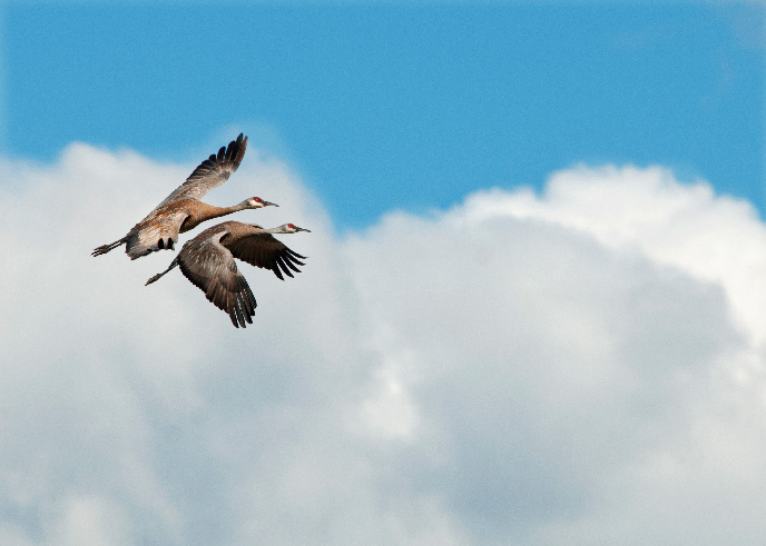TimRains_SandhillCranes_688.jpg?maxwidth\u003d1300\u0026maxheight\u003d1300\u0026autorotate\u003dfalse