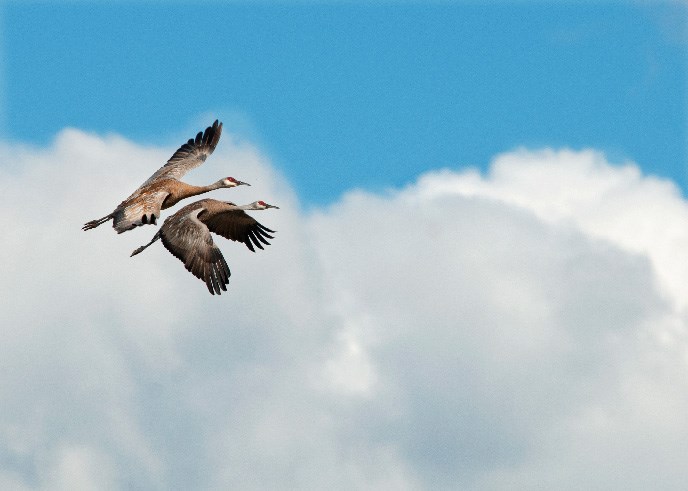 Two sandhill cranes in flight