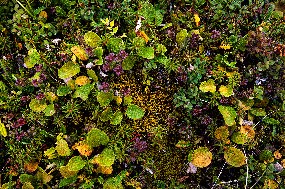 Tiny, delicate, and colorful plants interlace as tundra