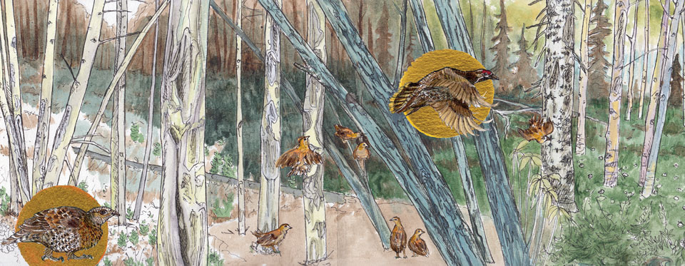 Illustration of birch trees and grouse by Emily Jan Illustration of birch trees and grouse by Emily Jan