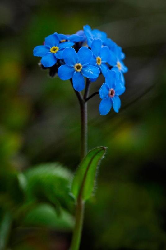nine blue flowers with five petals and yellow centers each on one stem nine blue flowers with five petals and yellow centers each on one stem