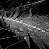 NPS Photo Tim Rains