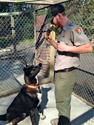 A park ranger trains one of our sled dogs