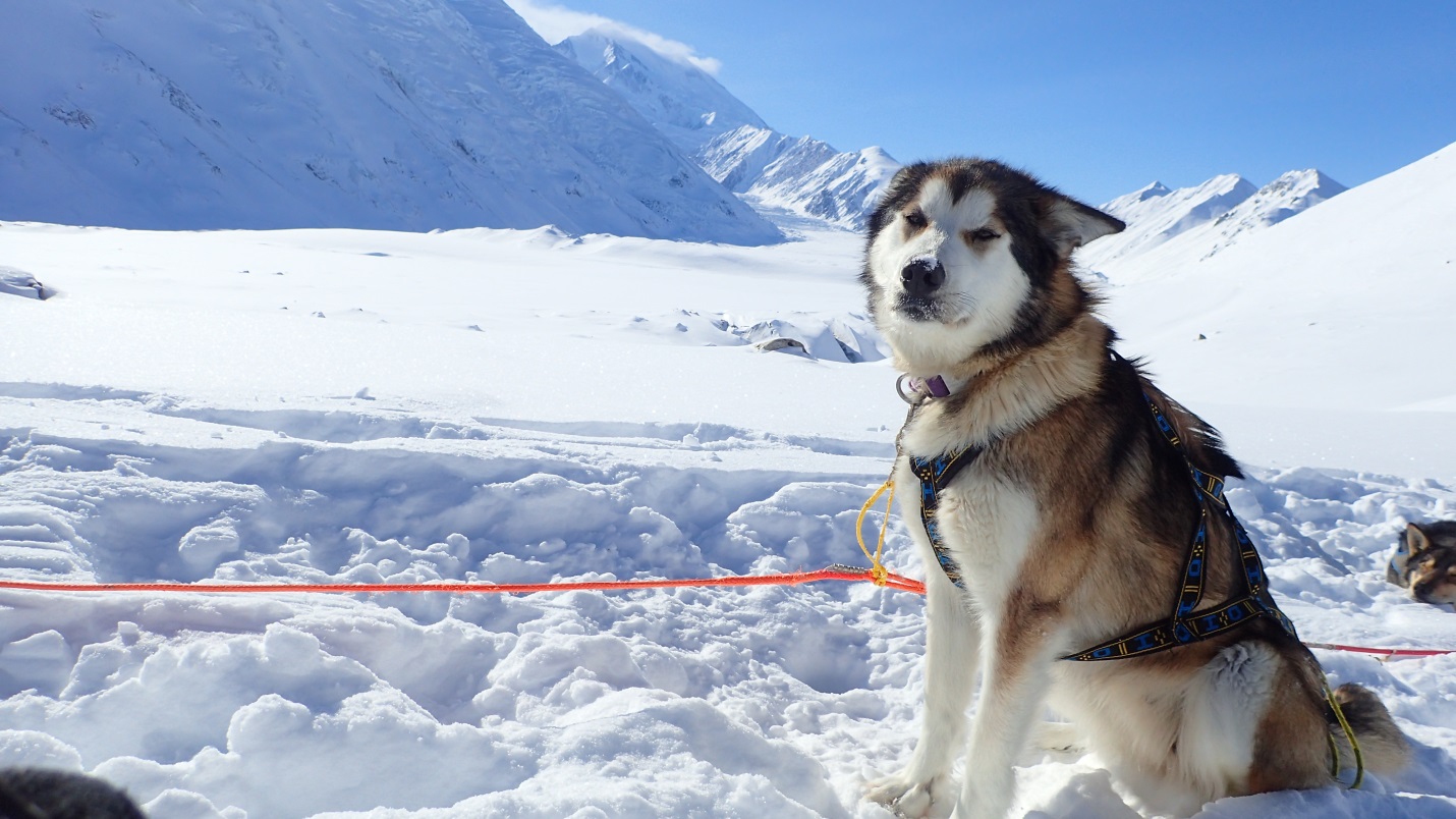 sled dog sitting in snow near mountains