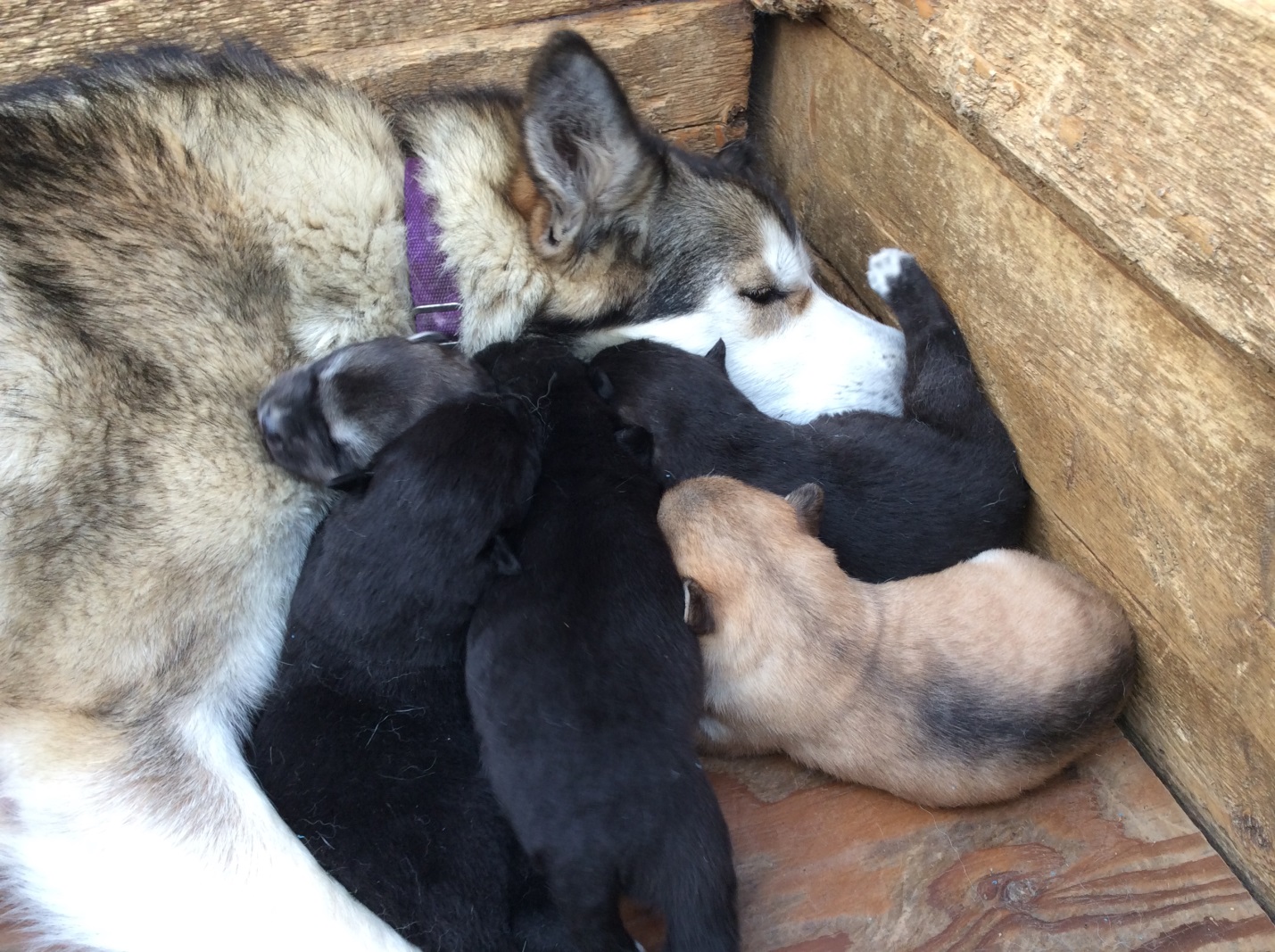 2 sled dog curled up with pups