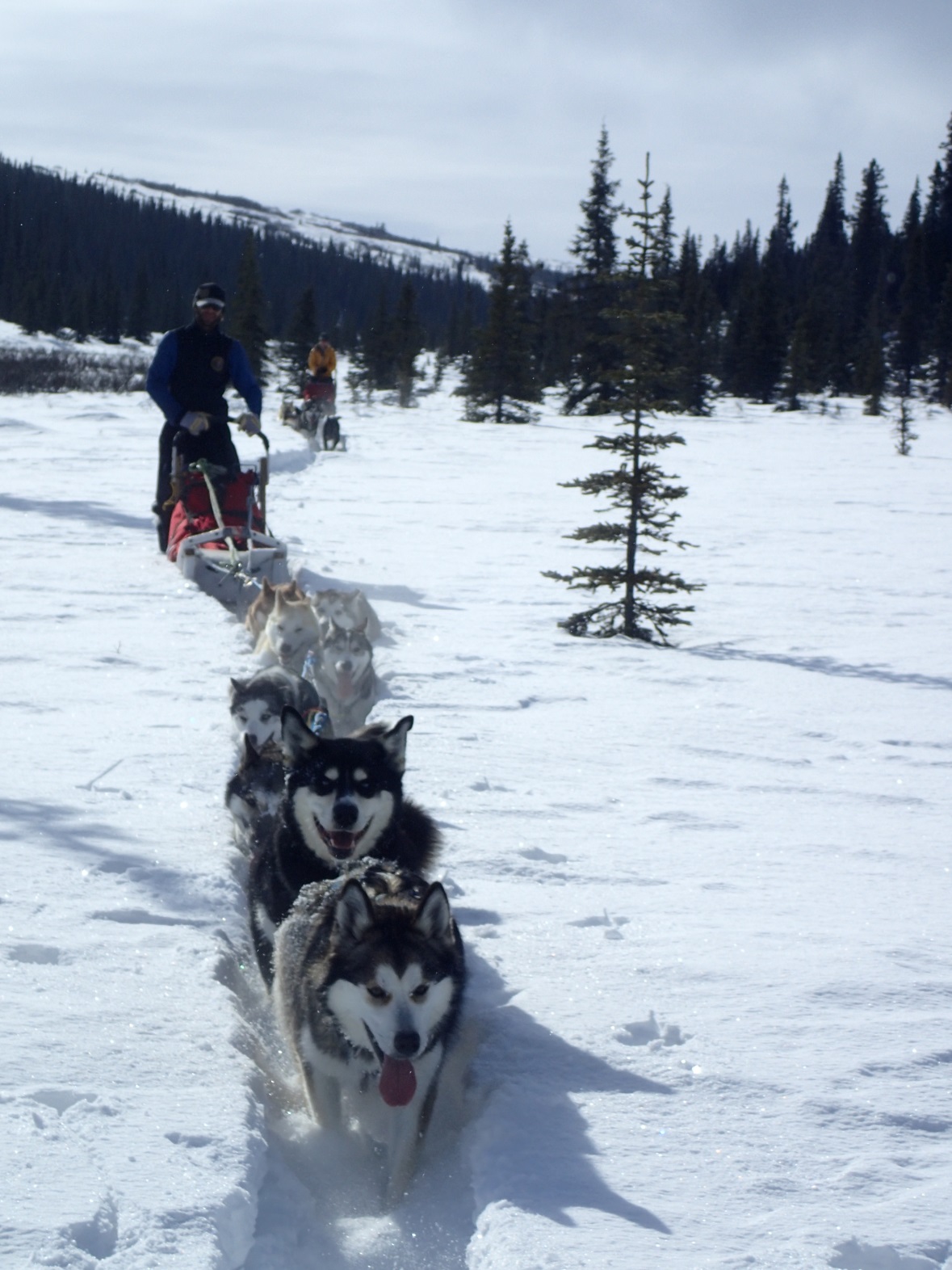 3 team of sled dogs pulling a sled through snow