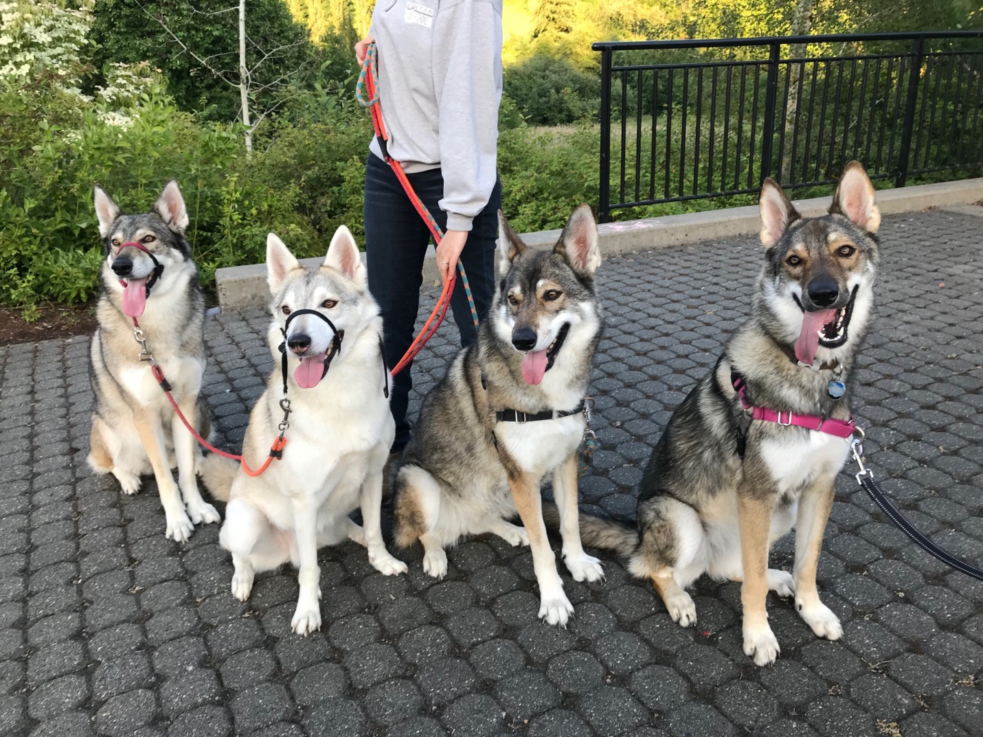 four very good dogs sitting all in a row