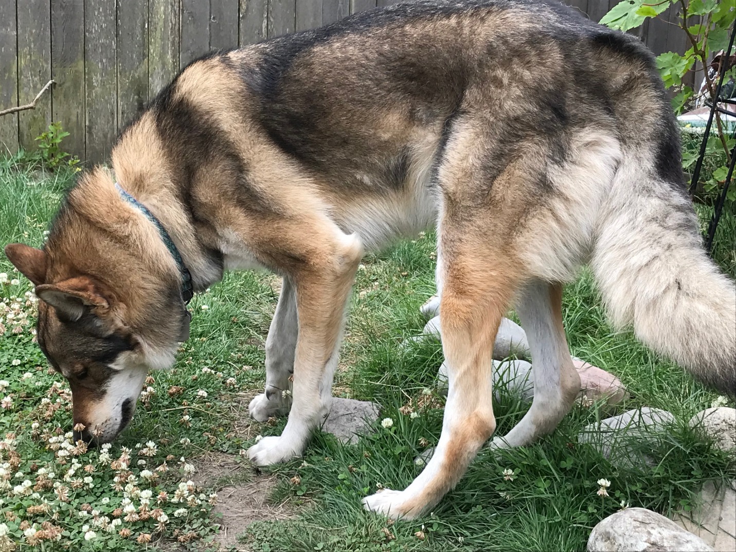 luchta body photo a sled dog