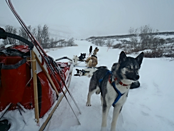 sled dogs stand in front of a sled