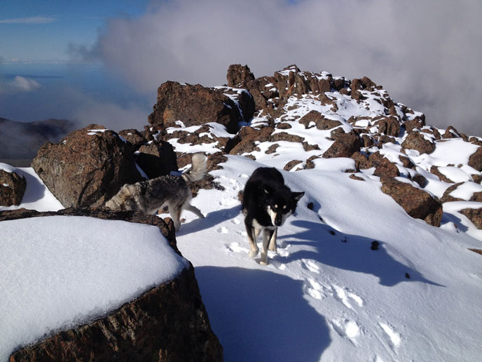 dogs running on snowy rocks