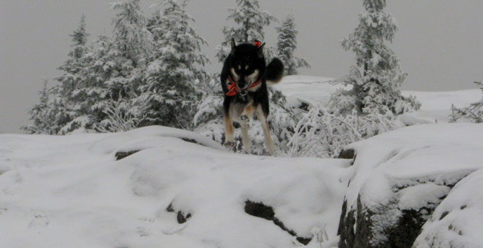 dog bounding through snow