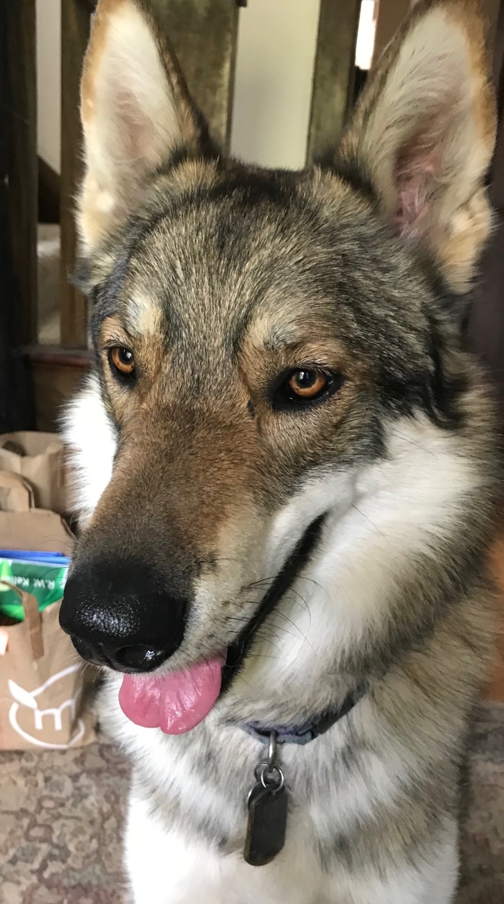 luchta a sled dog