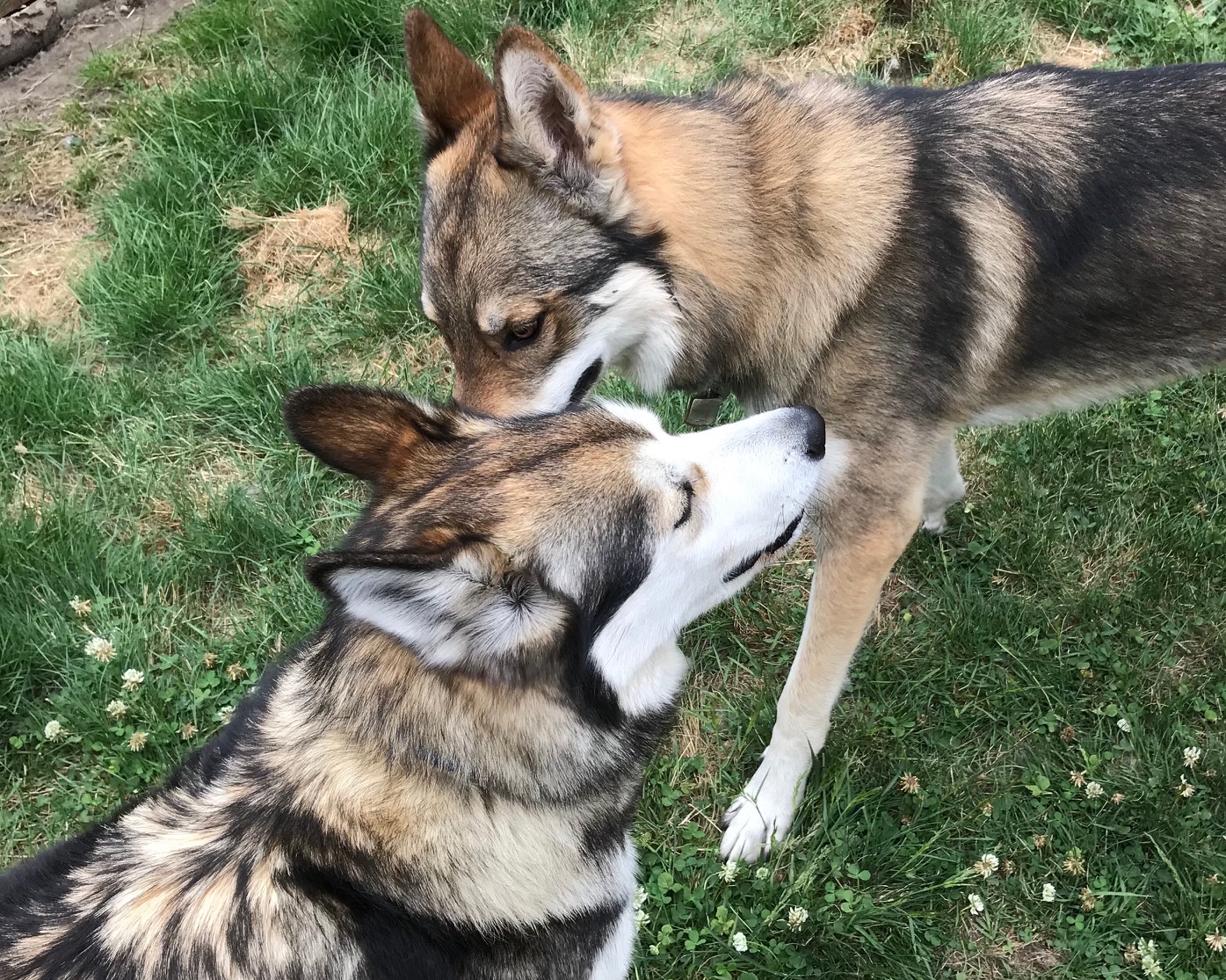 two sled dogs