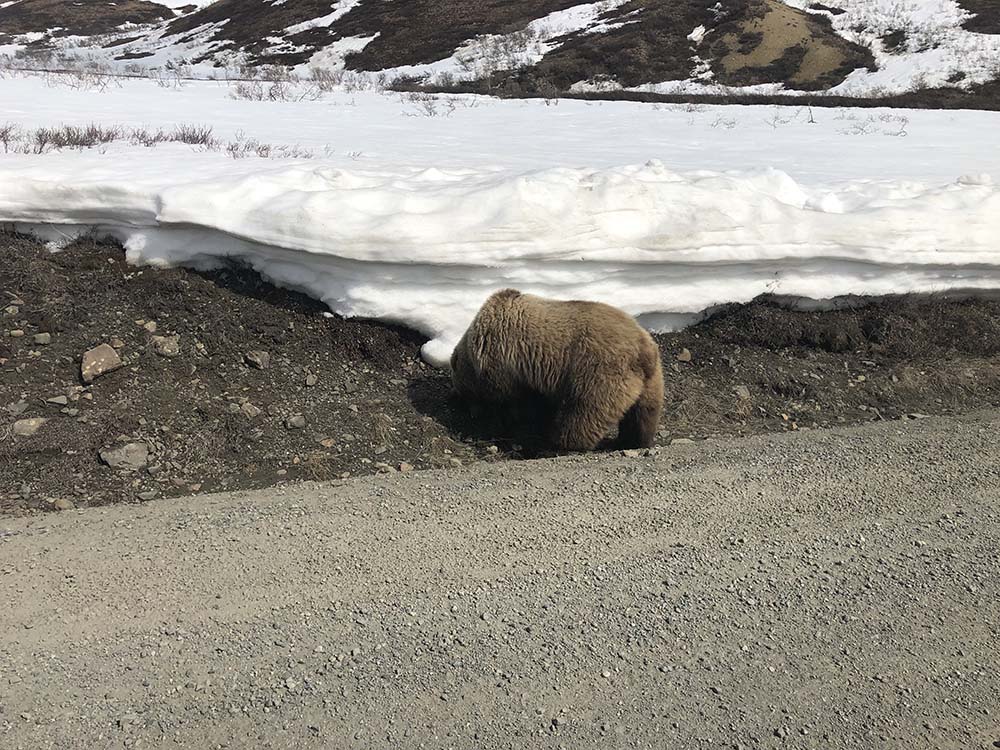 a grizzly bear digging in snow by the side of a dirt road
