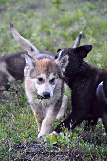 Three puppies play together in the tundra