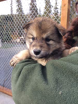 a park ranger holding a puppy