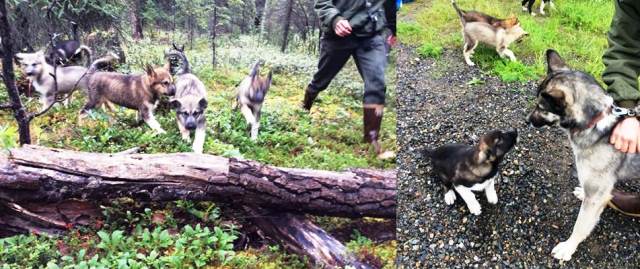 Photo of puppies jumping over a log, and of puppy meeting adult dog.