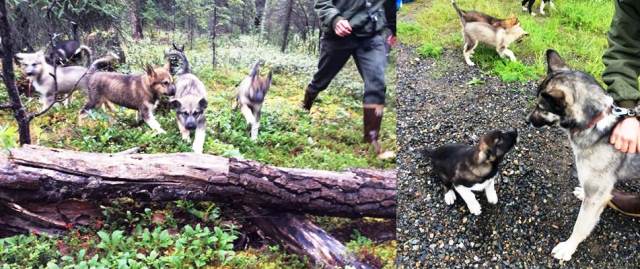 Photo of puppies jumping over a log, and of puppy meeting adult dog. Photo of puppies jumping over a log, and of puppy meeting adult dog.