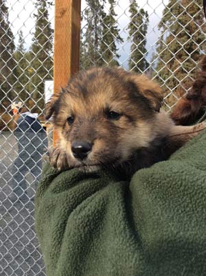 a park ranger holding a puppy