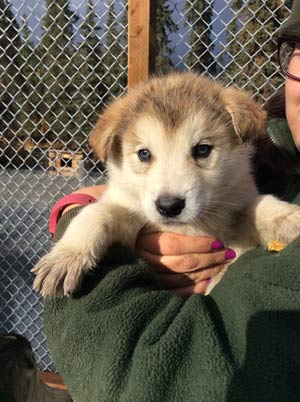 Elsie a park ranger holding a puppy