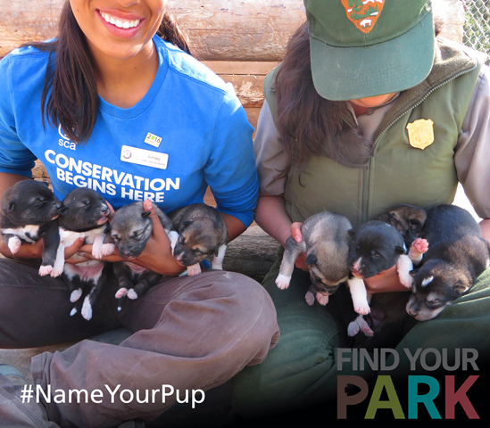 FINAL nameyourpup 2 FINAL nameyourpup 2