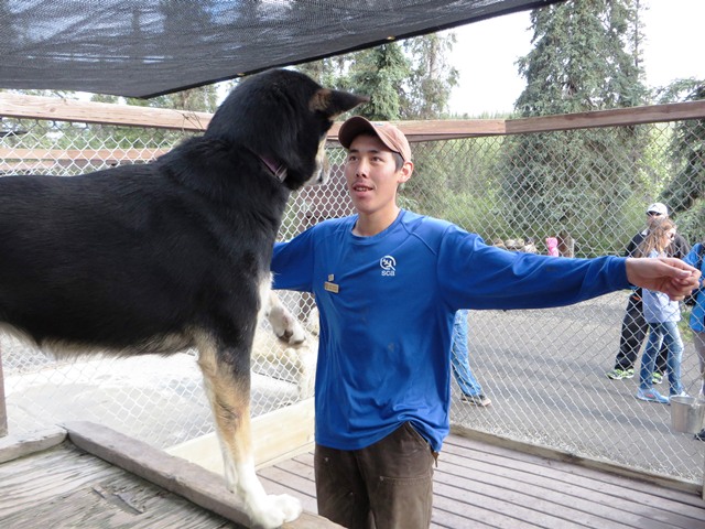 A volunteer stands in front of sled dog for training.