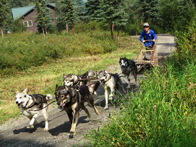 Five dogs hooked up in team pull a sled around a track.