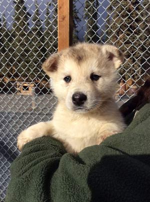 Gladys a park ranger holding a puppy