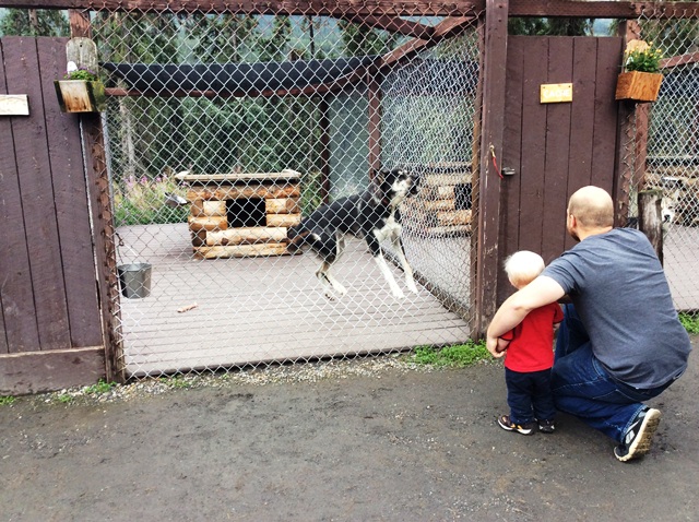 A dog barks at a visitor and a child