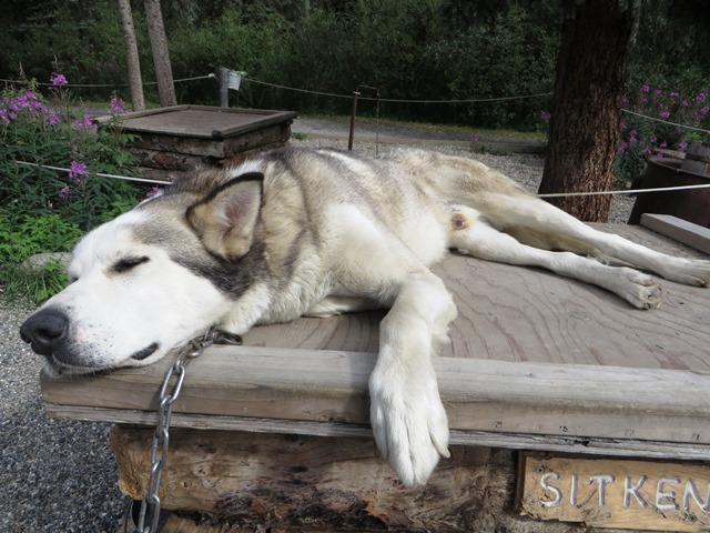 Sled dog sleeps on house