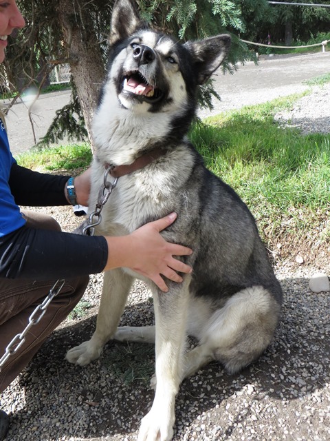 Sled dog sitting and being petted