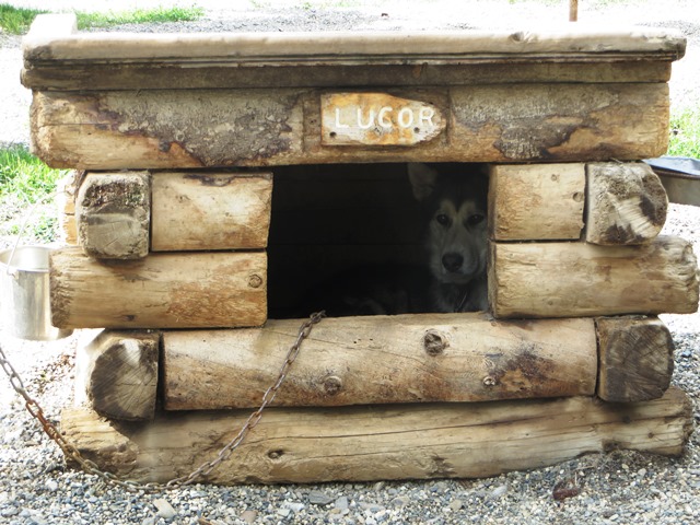 Sled dog in house looking outside