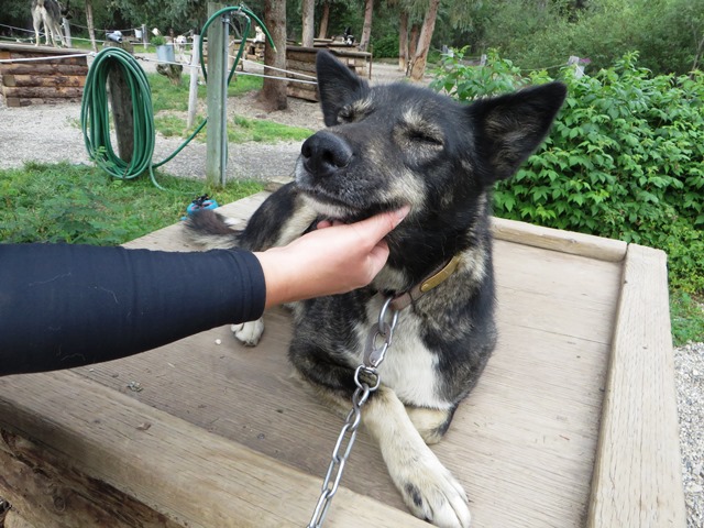 A sled dog laying on his house while being petted