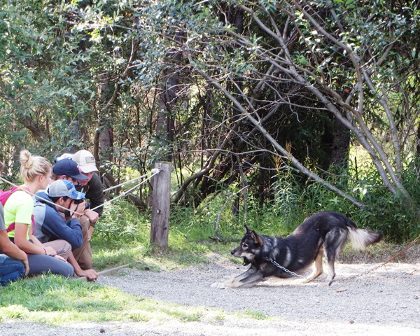 A sled dog stands in front of a crowd of visitors