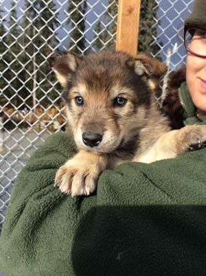 Kuskokwim a park ranger holding a puppy