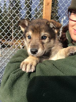 a park ranger holding a puppy