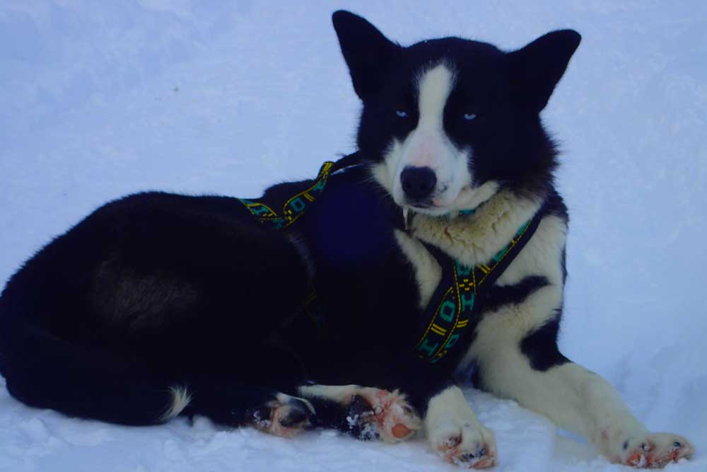 a black and white husky