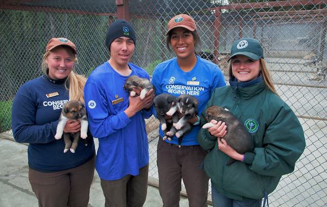 Three young women and one young man holding five puppies in their arms.