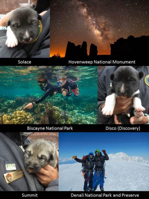 Puppy Names Final Final Puppy Names Final Final