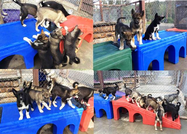 Multiple puppies playing on a colorful puppy playground.