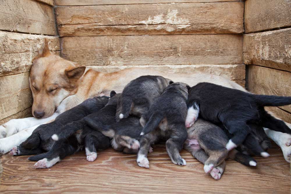 a husky with eight puppies laying on her